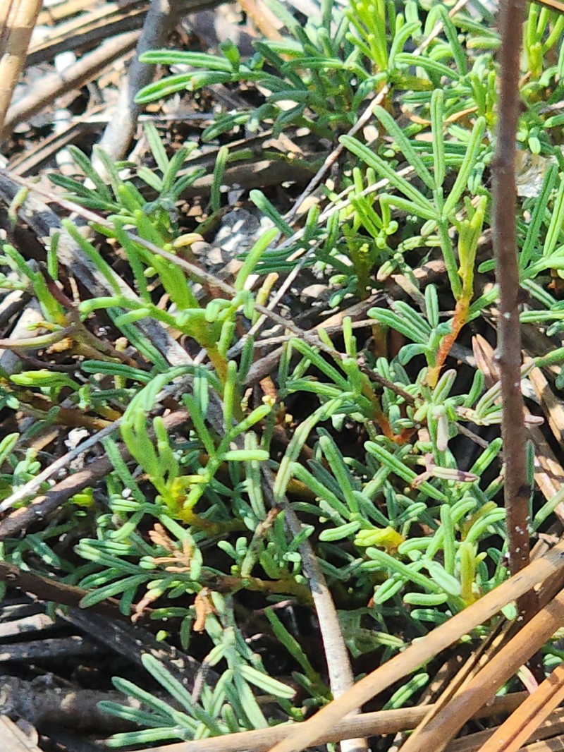 Dalea pinnata var. pinnata