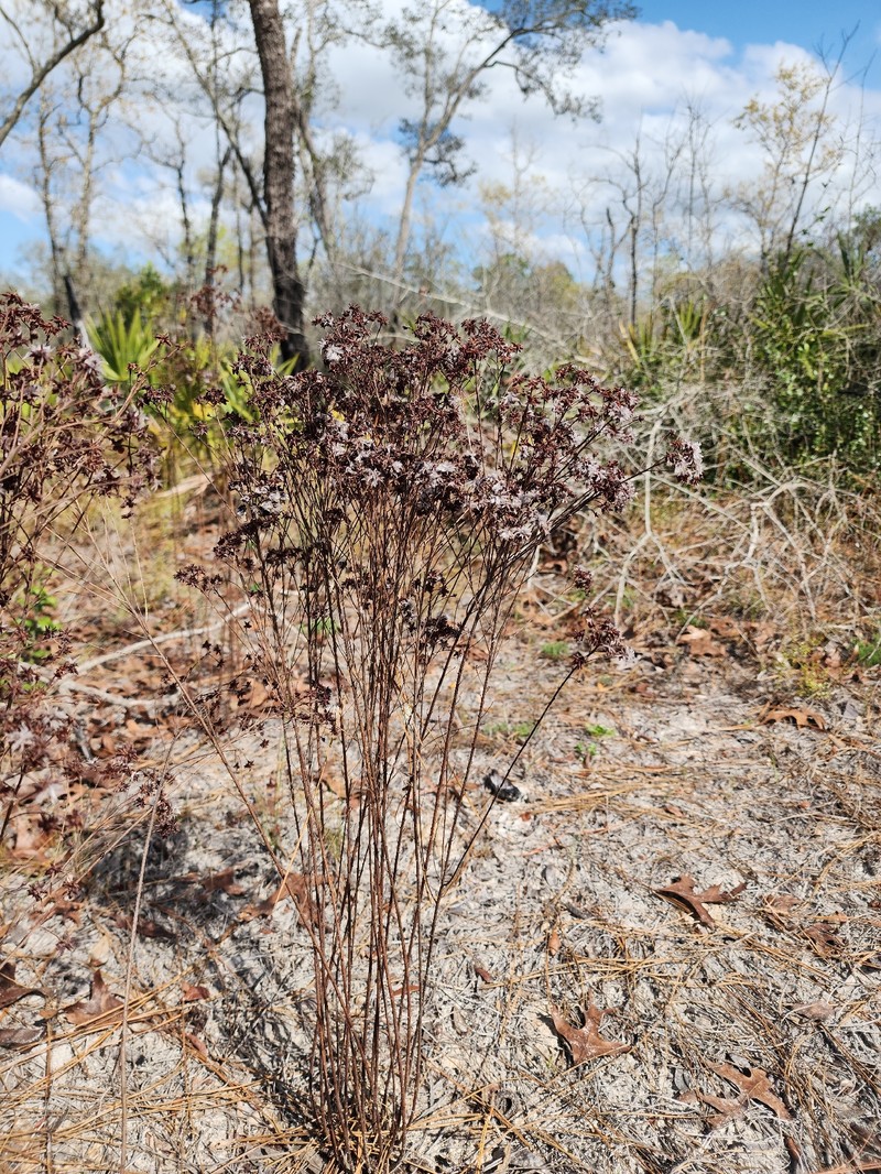 Dalea pinnata var. pinnata photo 2