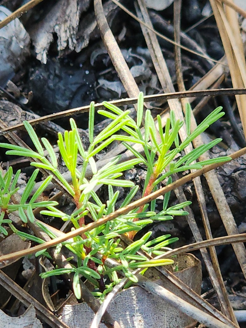 Dalea pinnata var. pinnata photo 3