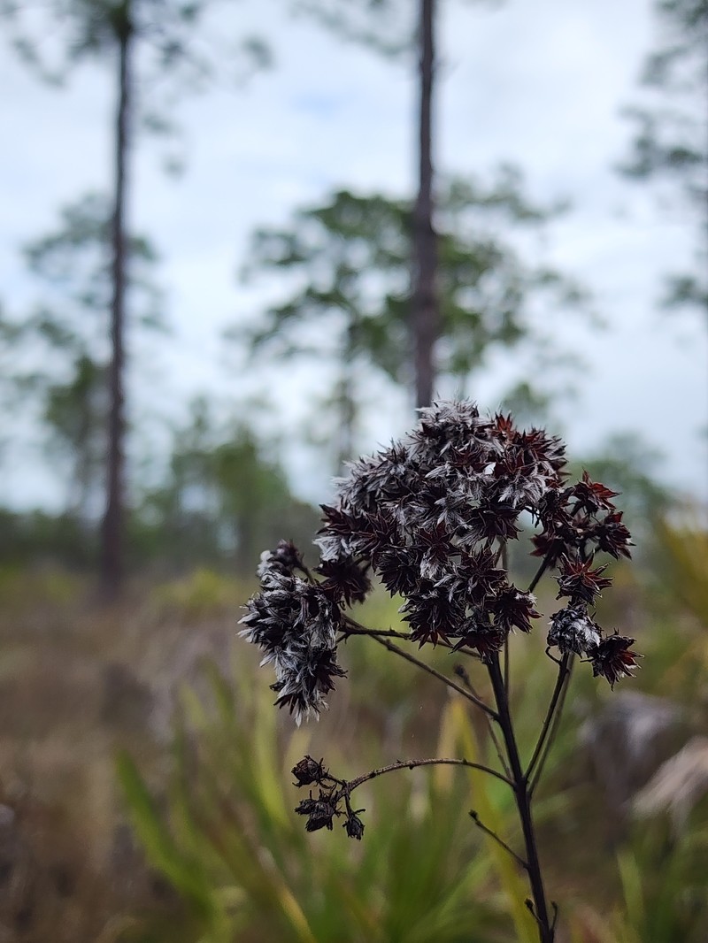 Dalea pinnata var. pinnata photo 4