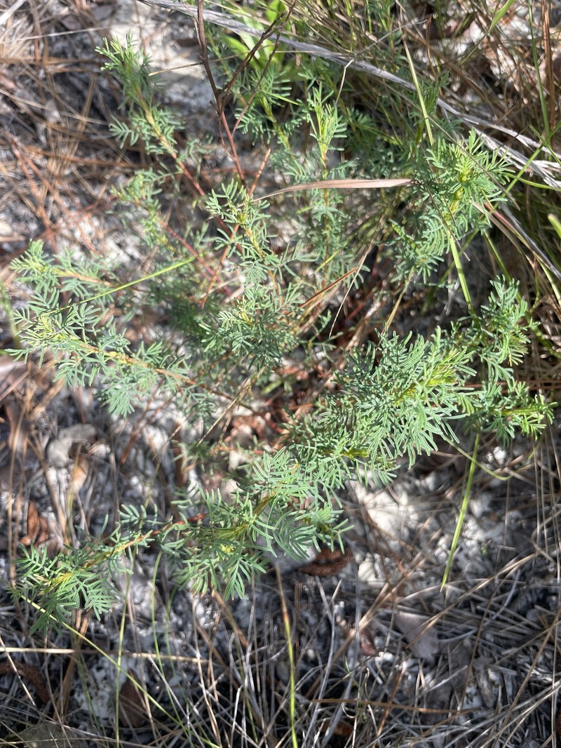 Dalea pinnata var. pinnata photo 5