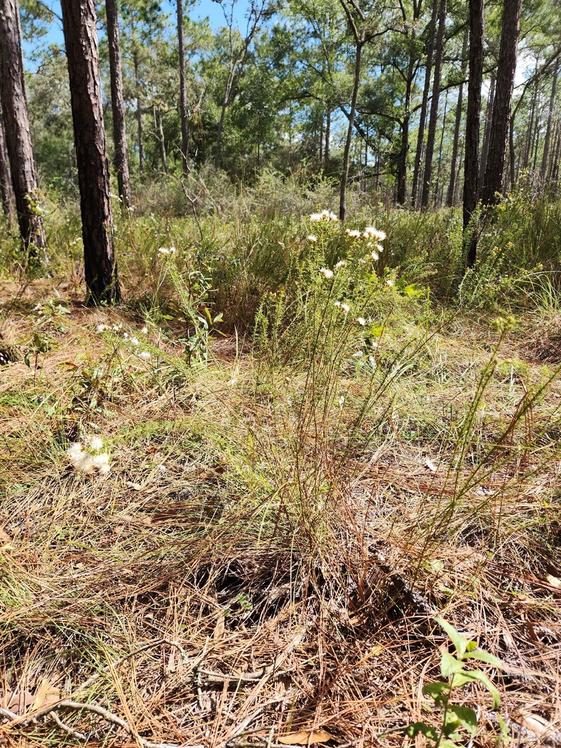 Dalea pinnata var. pinnata photo 6