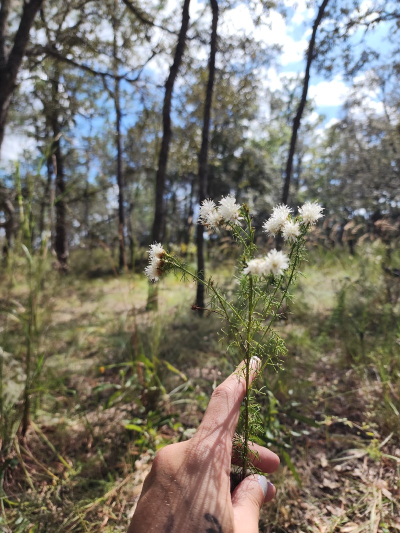 Dalea pinnata var. pinnata photo 7