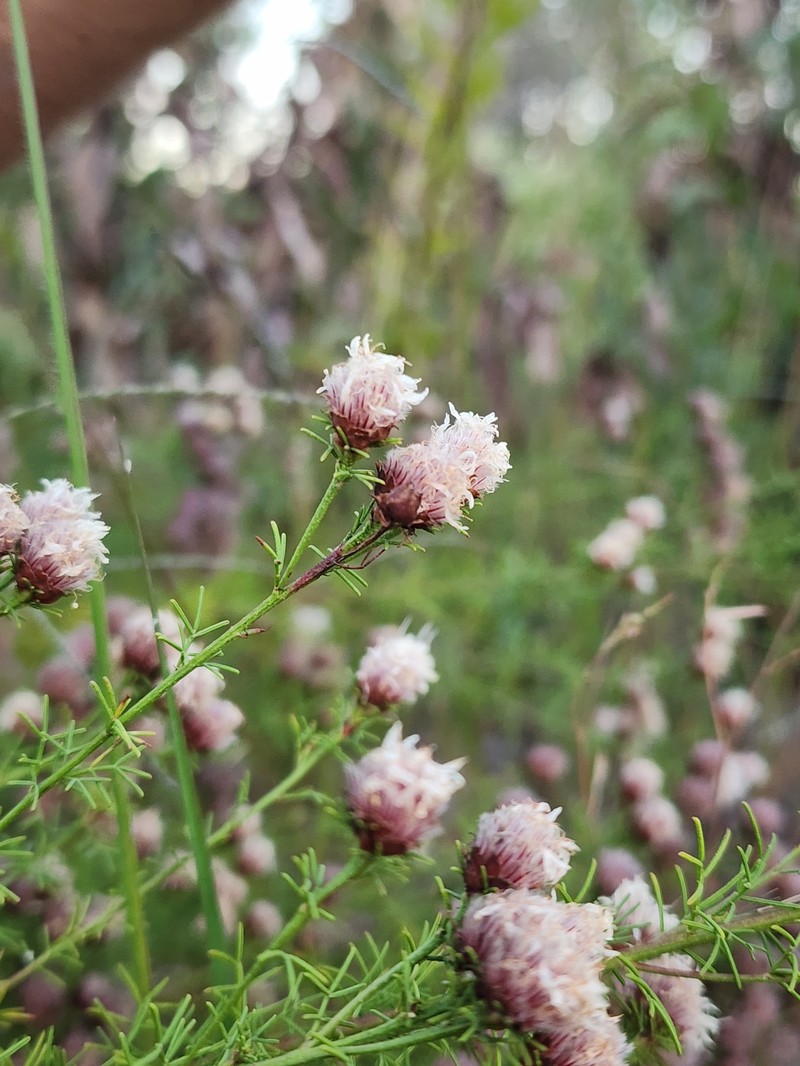 Dalea pinnata var. pinnata photo 8