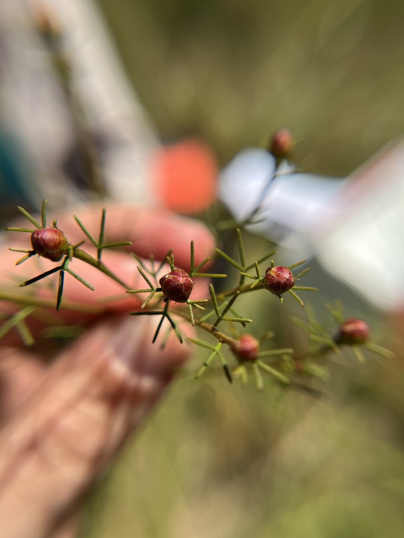 Dalea pinnata var. trifoliata