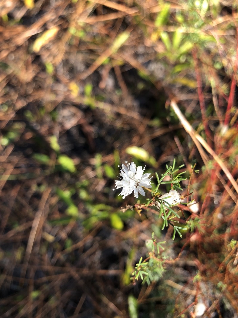 Dalea pinnata var. trifoliata photo 2