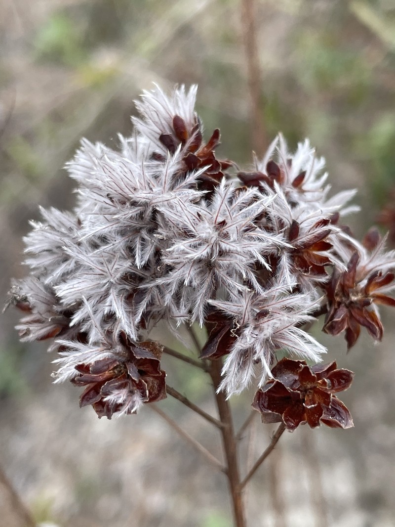 Dalea pinnata var. trifoliata photo 3