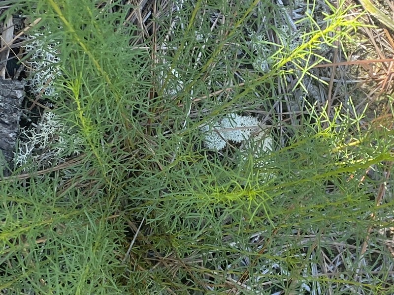 Dalea pinnata var. trifoliata photo 4