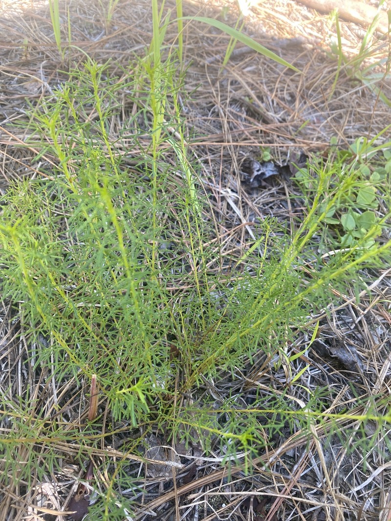 Dalea pinnata var. trifoliata photo 5