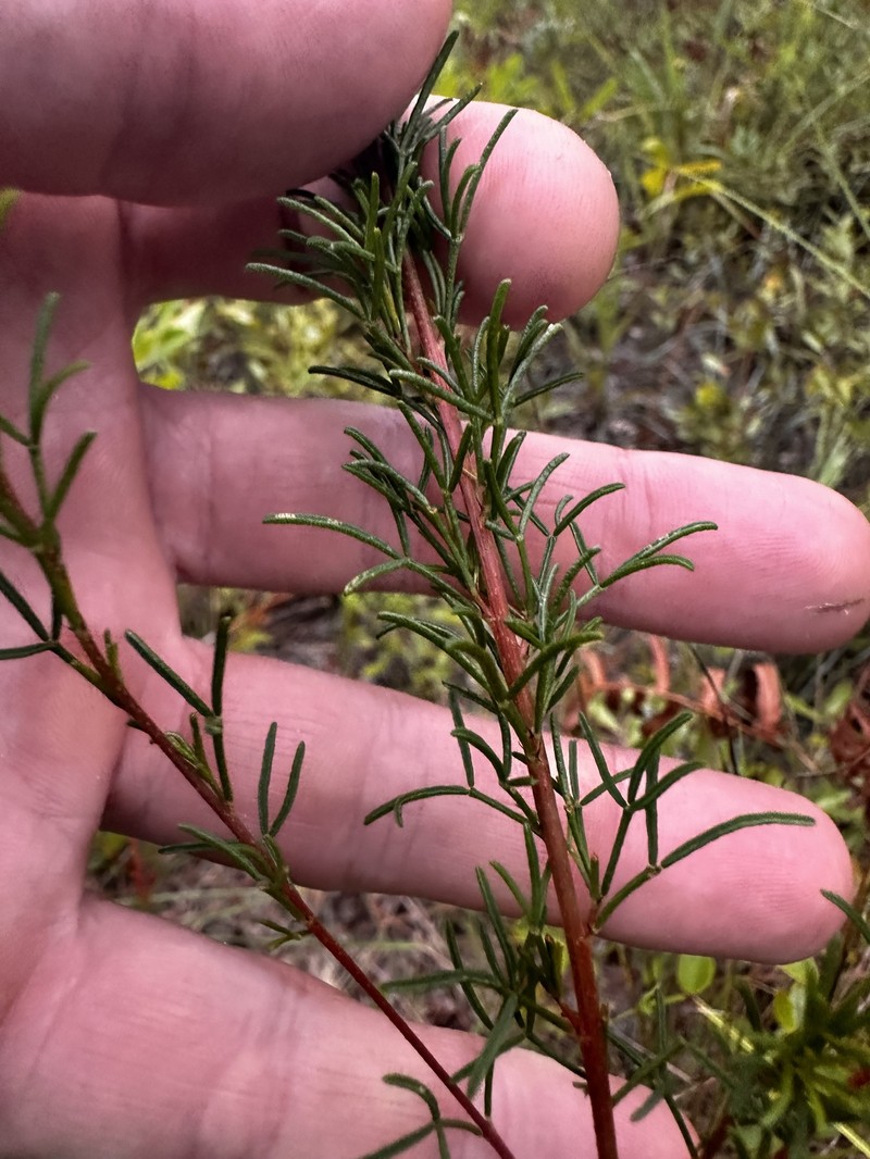Dalea pinnata var. trifoliata photo 6