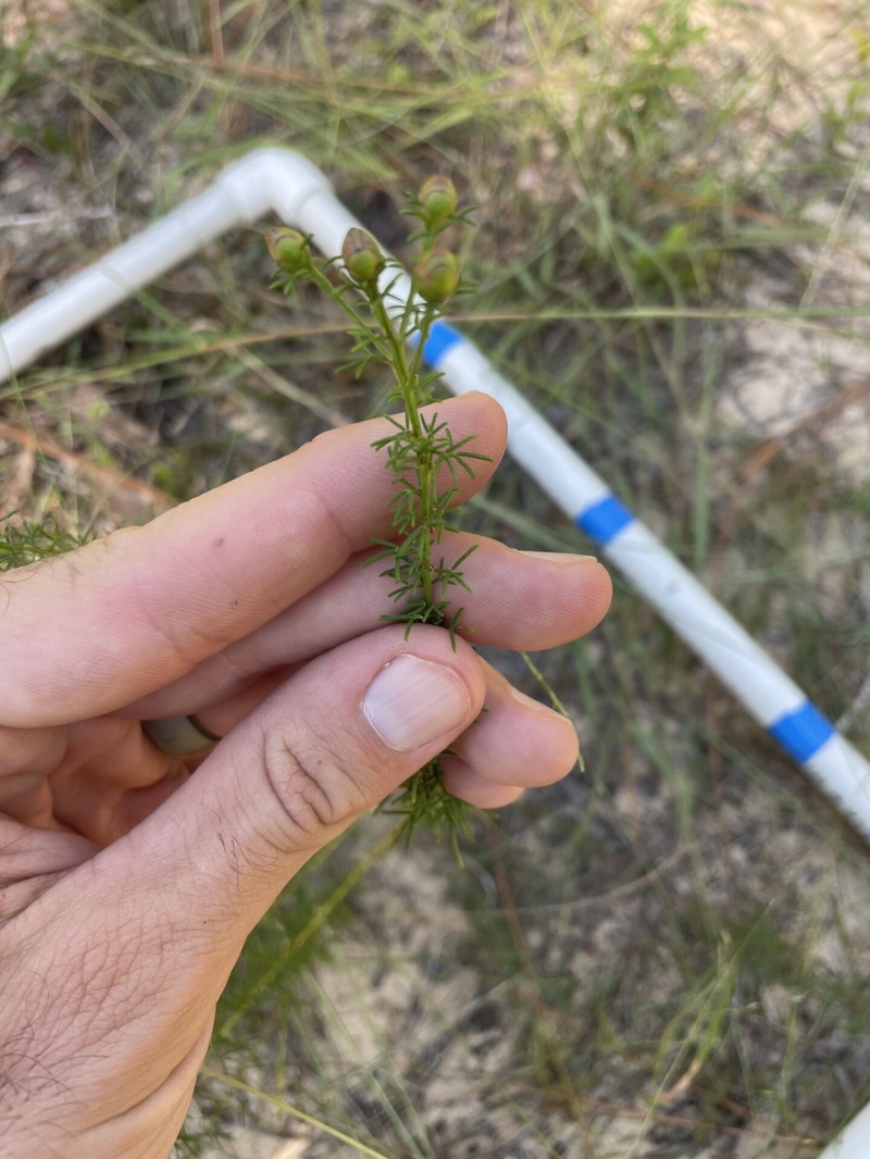 Dalea pinnata var. trifoliata photo 7