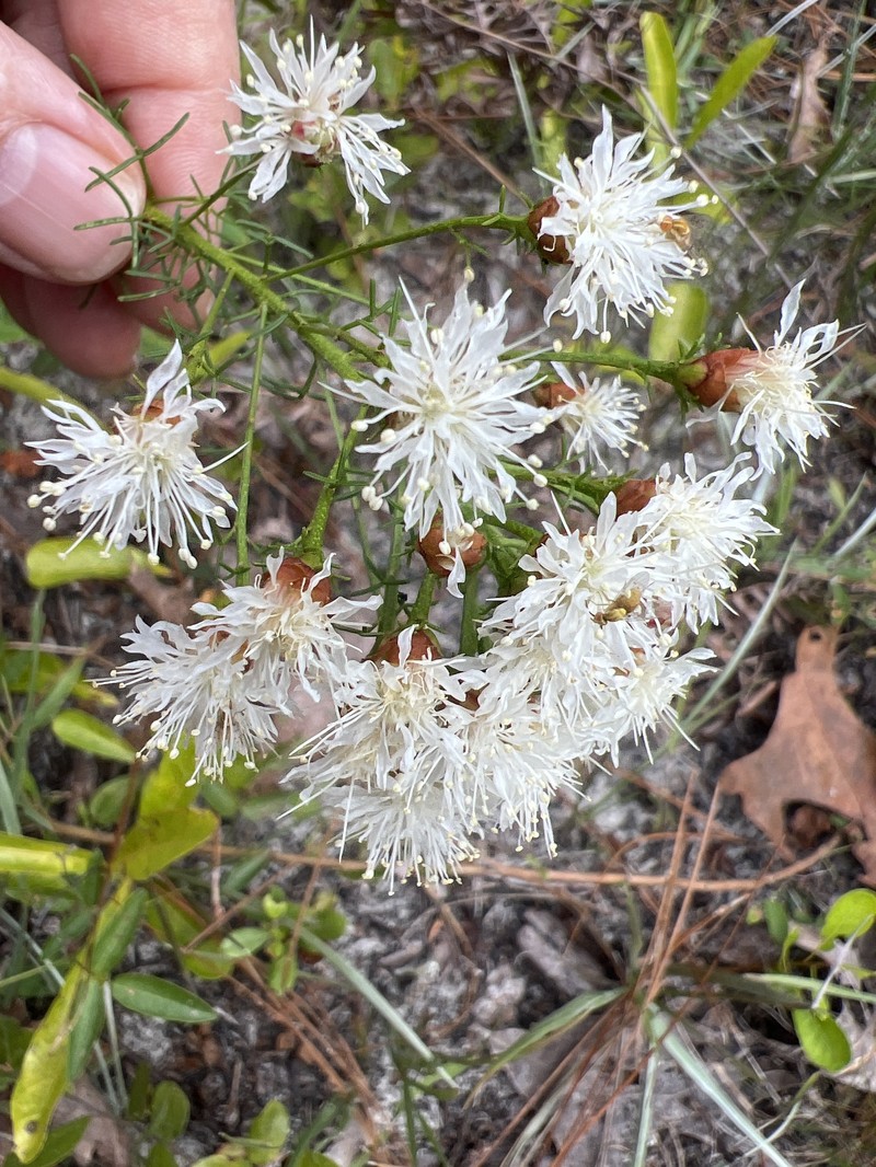 Dalea pinnata var. trifoliata photo 8