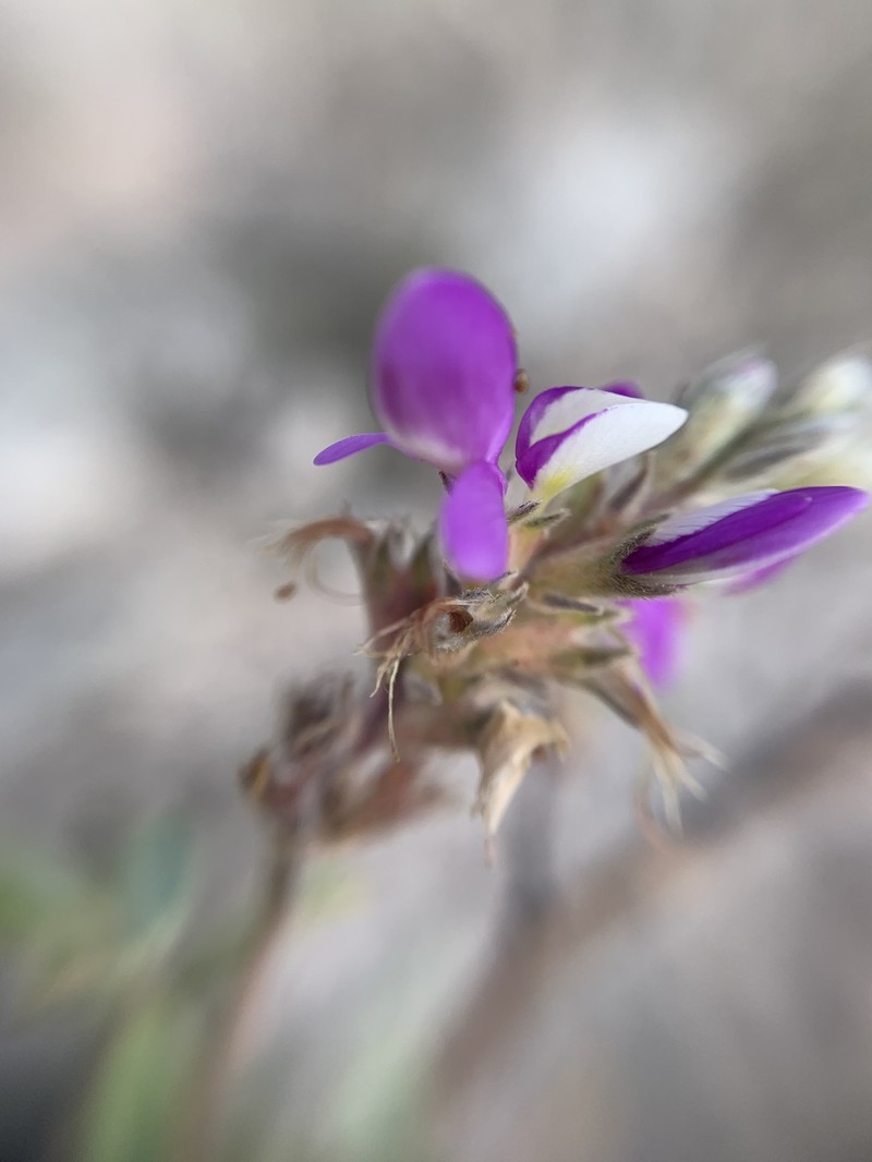 Dalea piptostegia photo 2