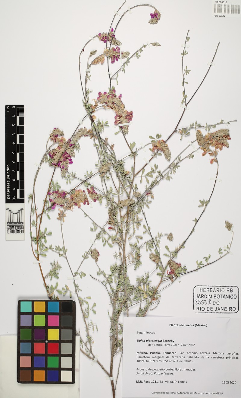 Dalea piptostegia photo 3