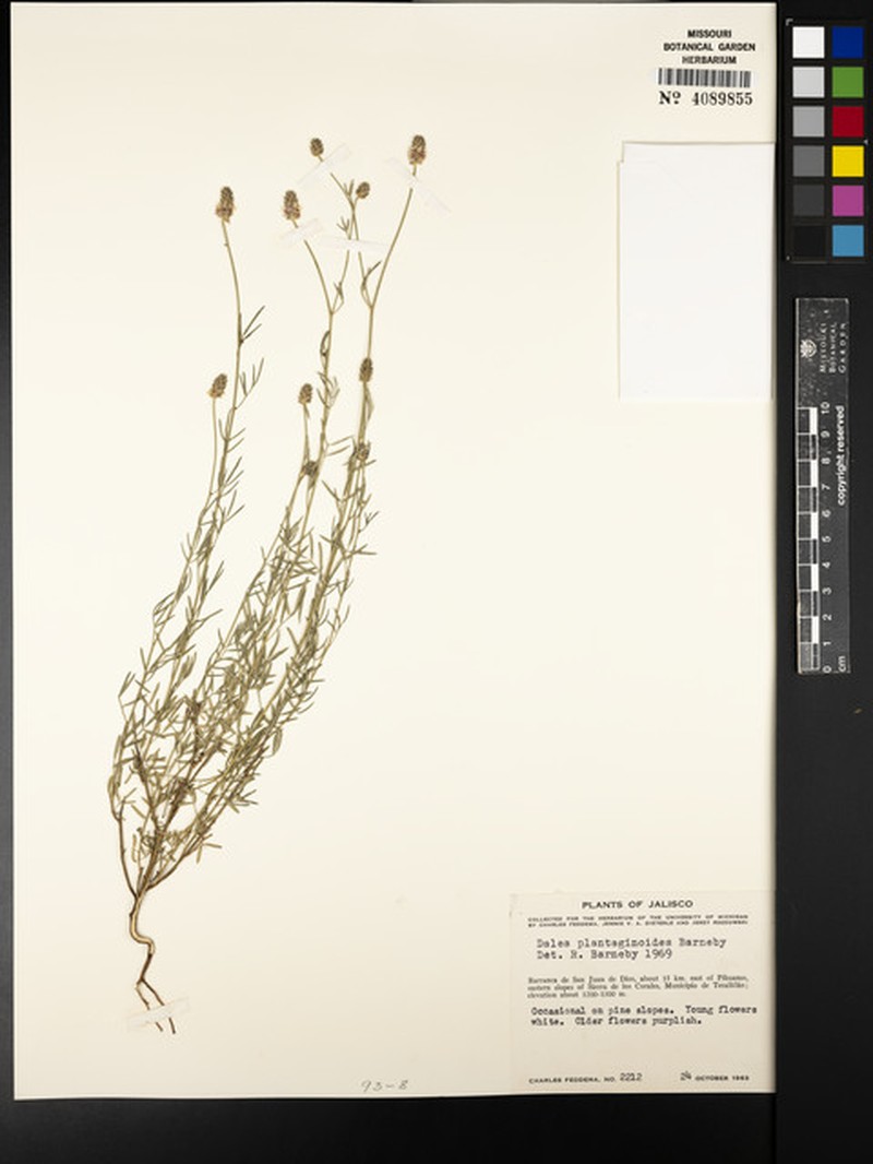 Dalea plantaginoides