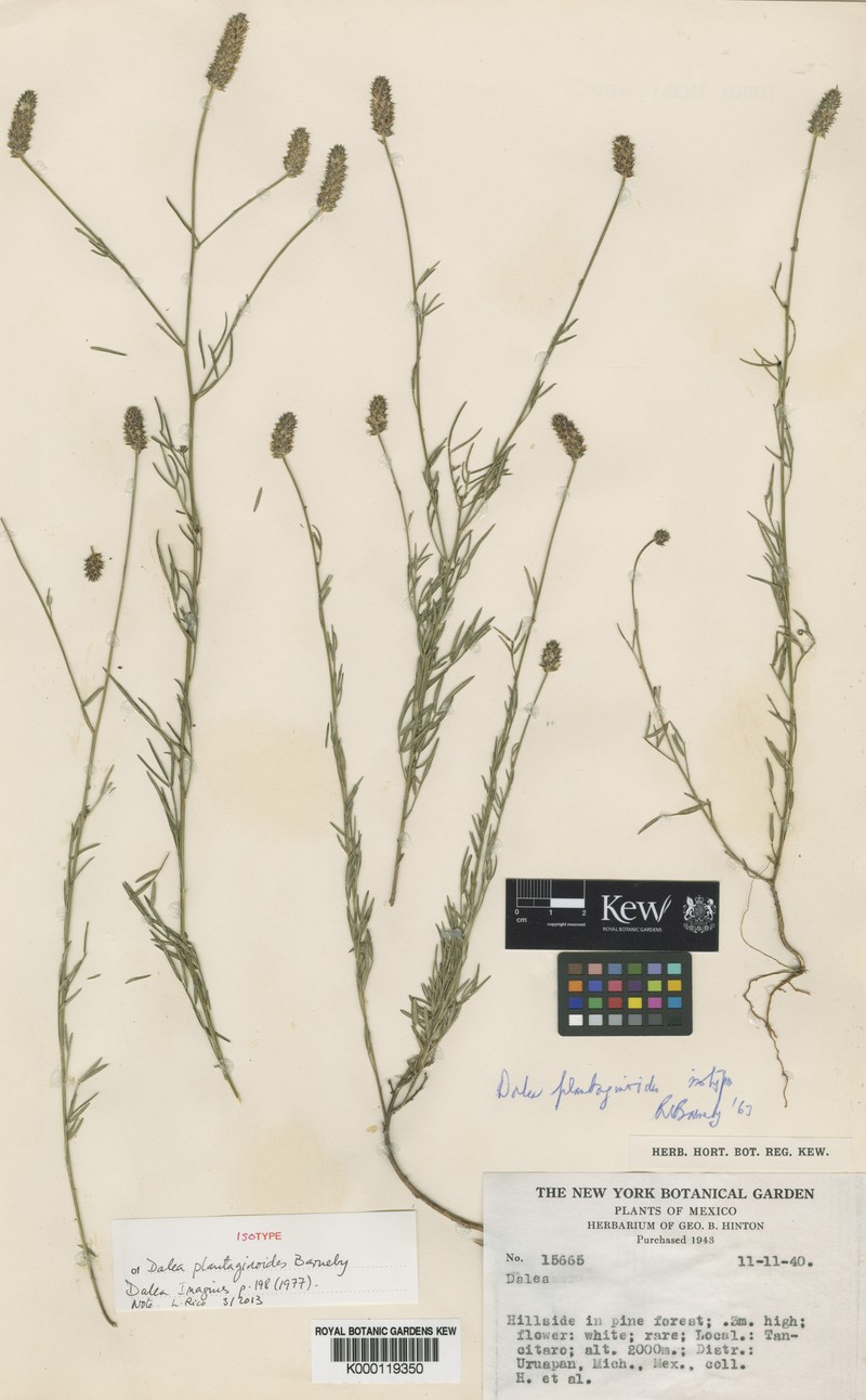 Dalea plantaginoides photo 2