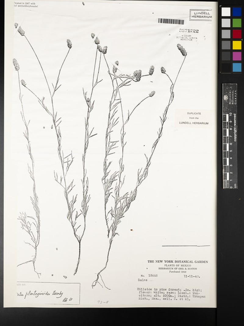 Dalea plantaginoides photo 3