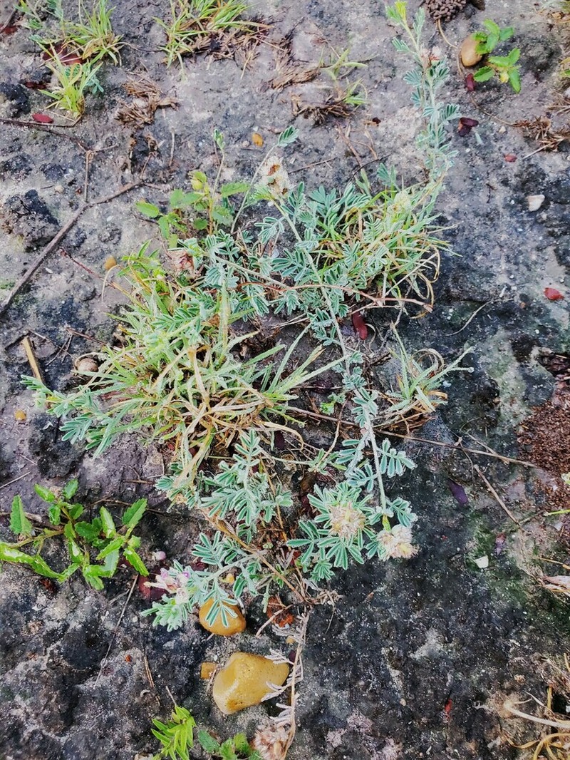 Bearded Prairie Clover