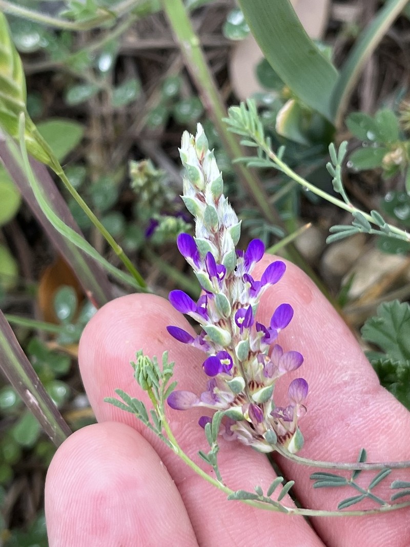 Bearded Prairie Clover photo 2
