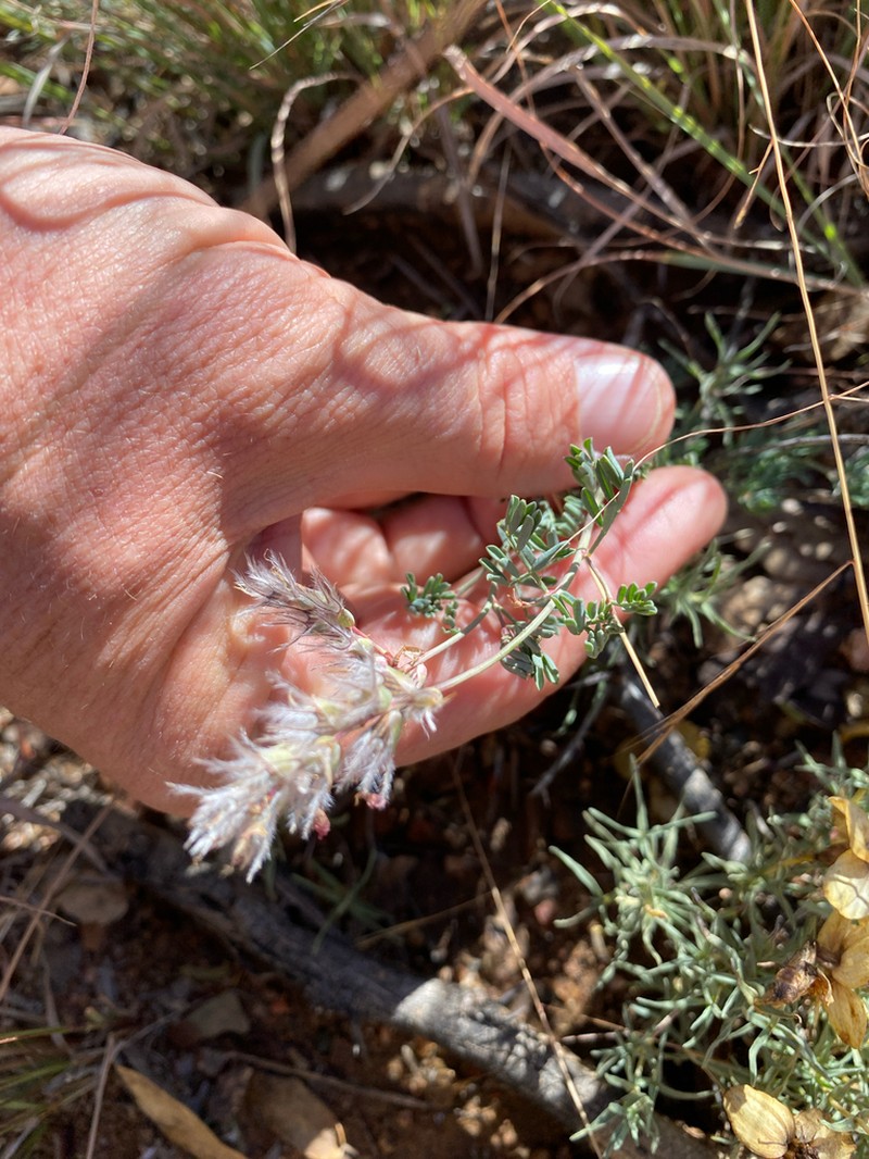 Bearded Prairie Clover photo 3