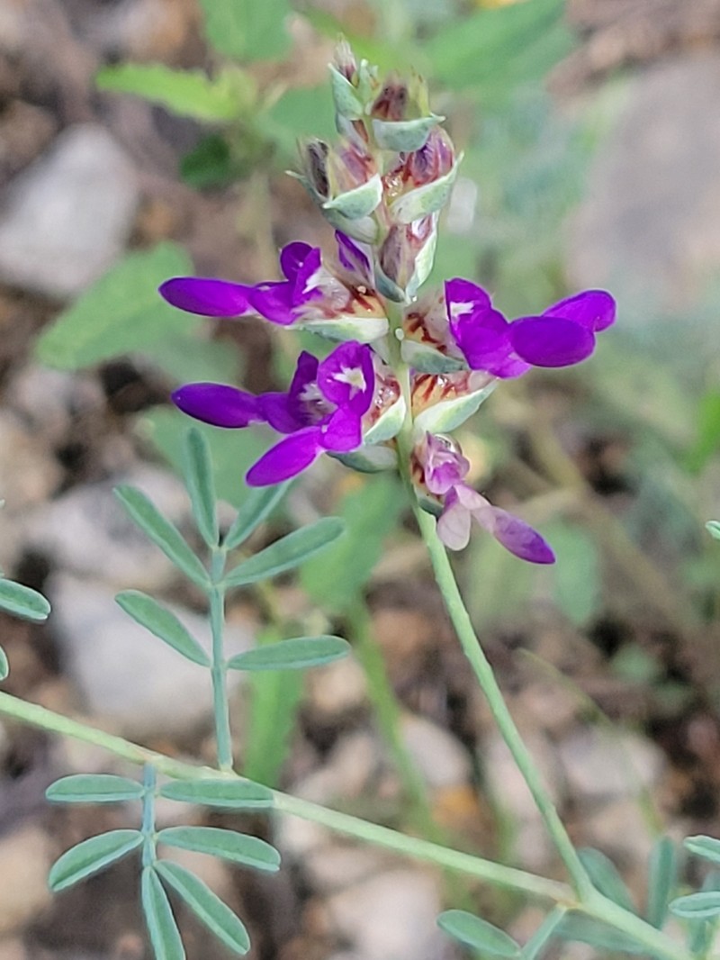 Bearded Prairie Clover photo 4