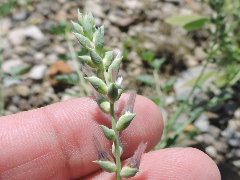 Bearded Prairie Clover photo 5