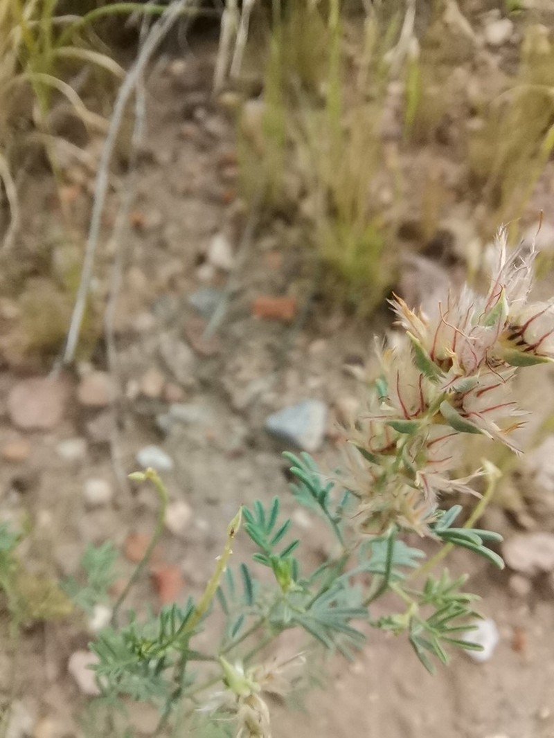 Bearded Prairie Clover photo 6