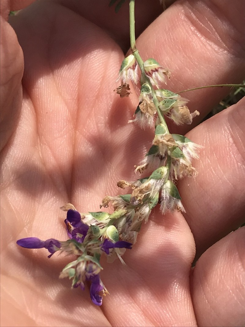 Bearded Prairie Clover photo 7