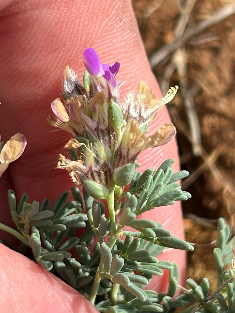 Bearded Prairie Clover photo 8