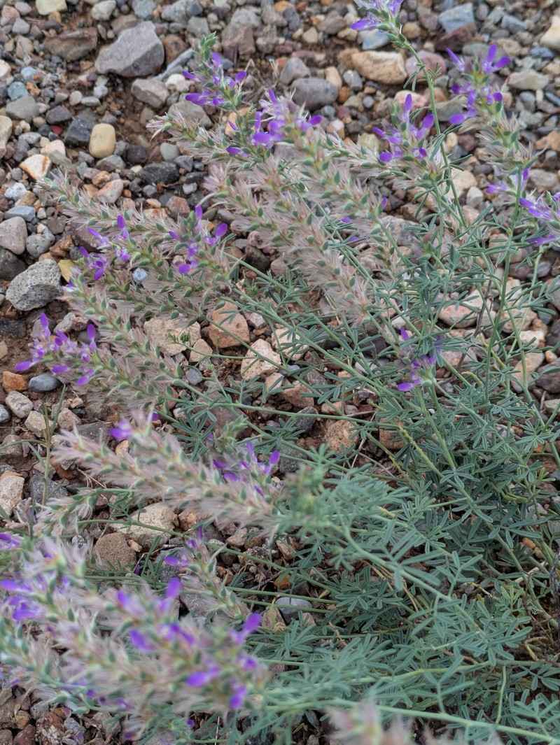 Dalea pogonathera var. pogonathera photo 2