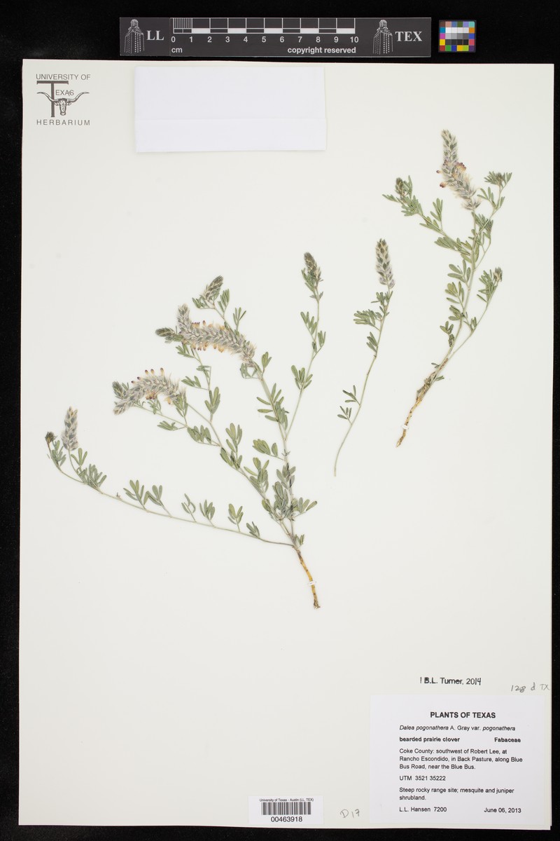 Dalea pogonathera var. pogonathera photo 3