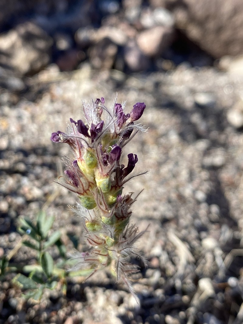 Dalea pogonathera var. pogonathera
