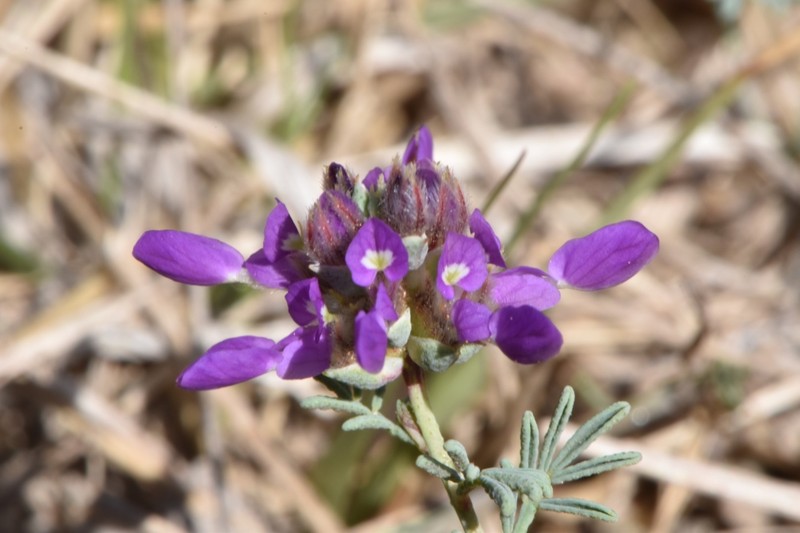 Dalea pogonathera var. walkerae