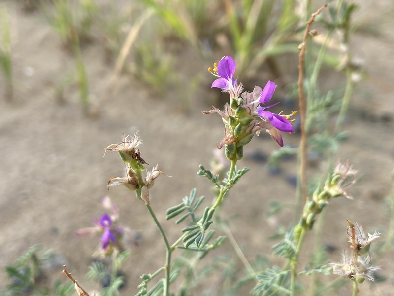 Dalea pogonathera var. walkerae photo 2