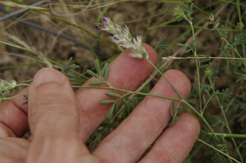 Dalea pogonathera var. walkerae photo 3