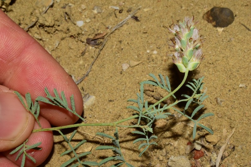 Dalea pogonathera var. walkerae photo 4