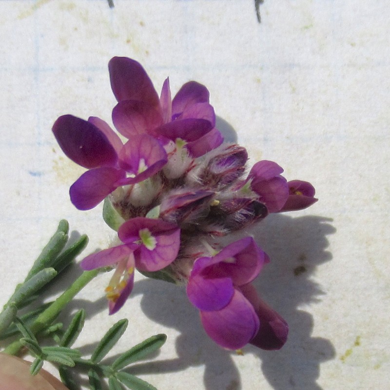 Dalea pogonathera var. walkerae photo 5