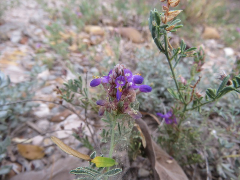 Dalea pogonathera var. walkerae photo 6