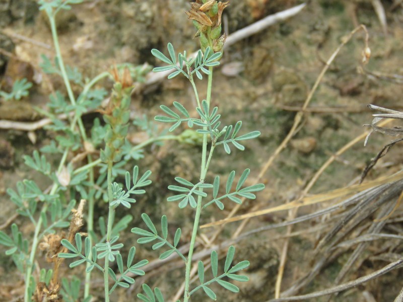 Dalea pogonathera var. walkerae photo 7