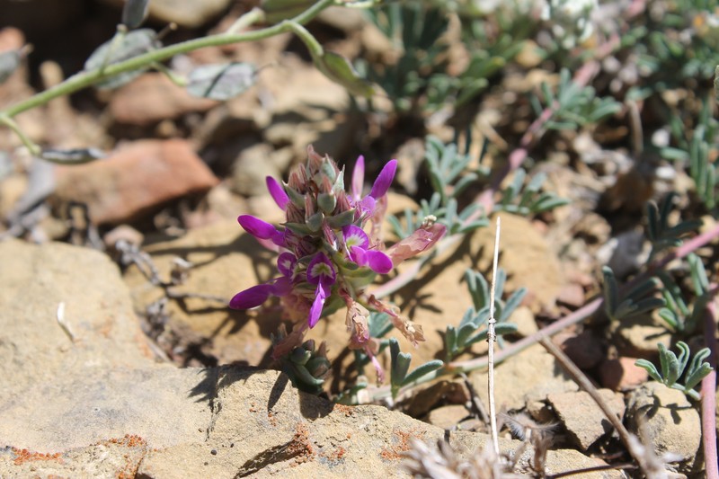 Dalea pogonathera var. walkerae photo 8