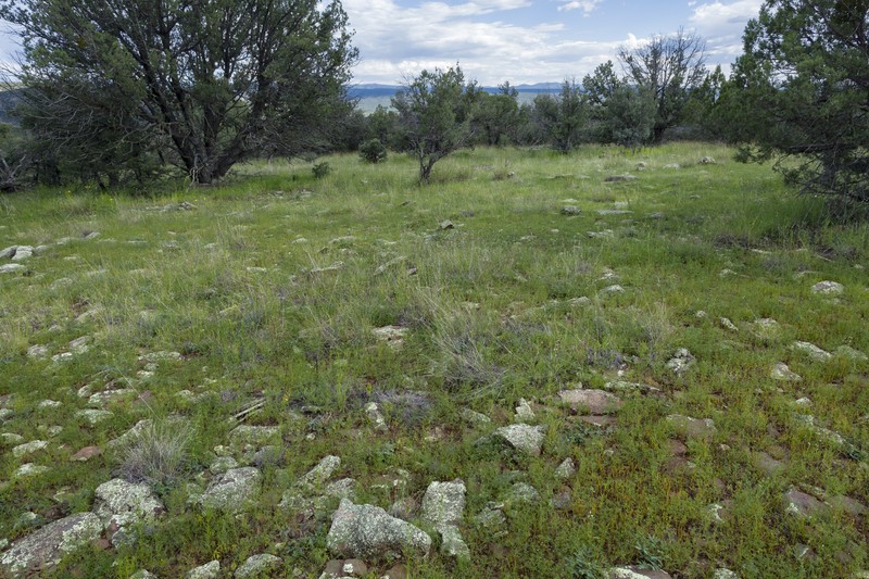Sixweeks Prairie Clover