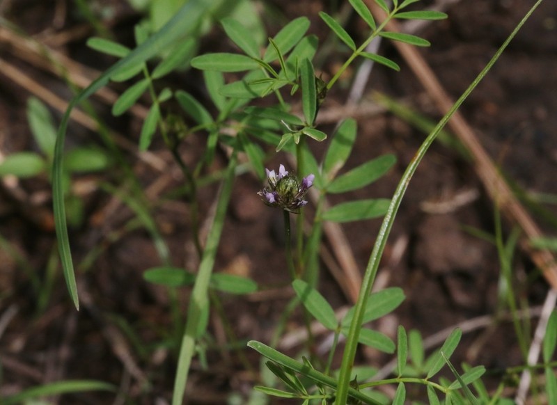Sixweeks Prairie Clover