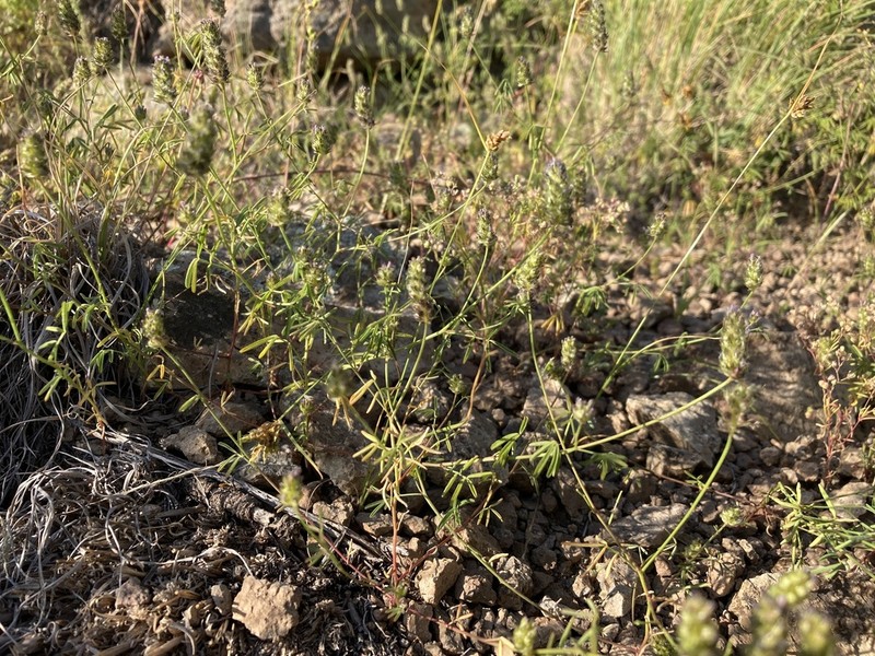 Sixweeks Prairie Clover photo 2