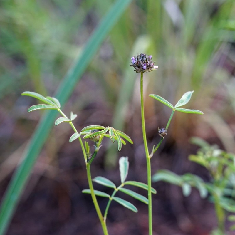 Sixweeks Prairie Clover photo 3