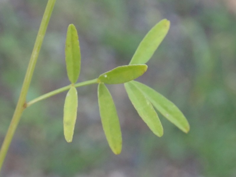 Sixweeks Prairie Clover photo 4
