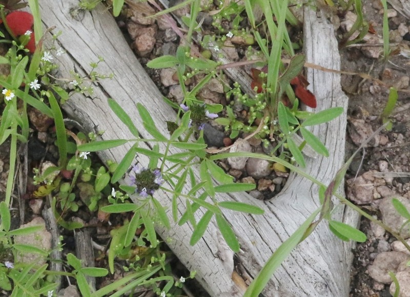 Sixweeks Prairie Clover photo 5