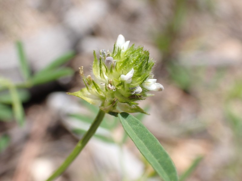 Sixweeks Prairie Clover photo 6