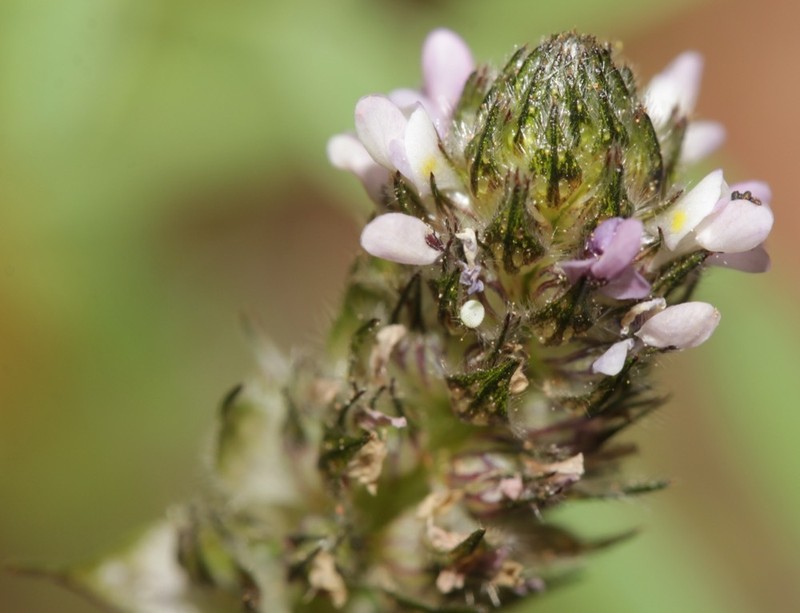Sixweeks Prairie Clover photo 7