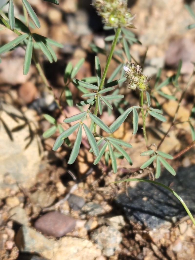 Sixweeks Prairie Clover photo 8