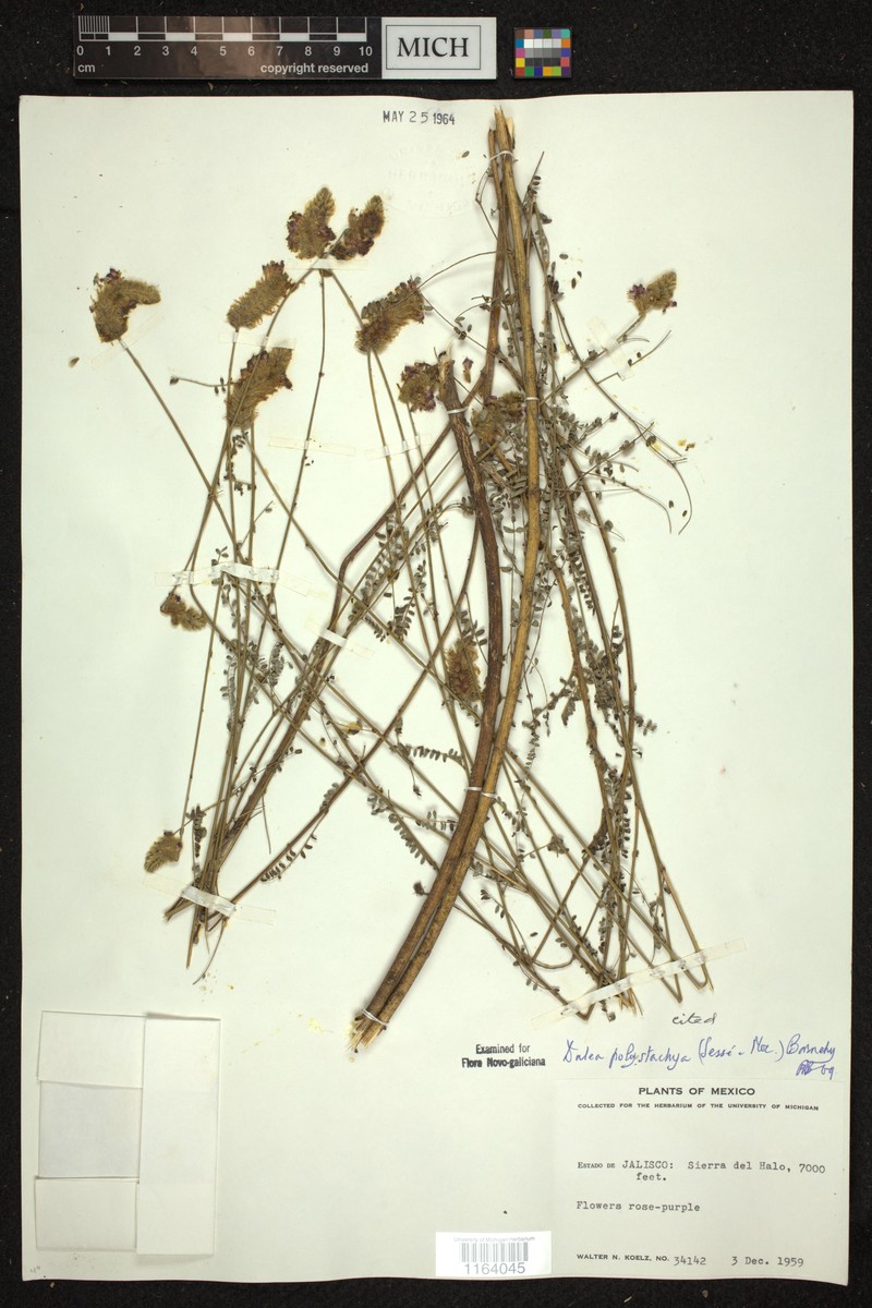 Dalea polystachya